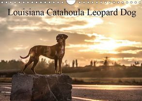 Louisiana Catahoula Leopard Dog 2019 (Wandkalender 2019 DIN A4 quer) von on Tour,  Catahouligan