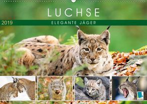 Luchse: Elegante Jäger (Wandkalender 2019 DIN A2 quer) von CALVENDO