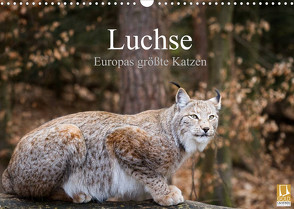 Luchse – Europas größte Katzen (Wandkalender 2022 DIN A3 quer) von Cloudtail