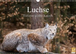Luchse – Europas größte Katzen (Wandkalender 2023 DIN A3 quer) von Cloudtail