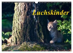 Luchskinder (Wandkalender 2024 DIN A3 quer), CALVENDO Monatskalender von Martin,  Wilfried