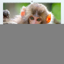 Lustige Affen – hinreißende Schnappschüsse (Premium, hochwertiger DIN A2 Wandkalender 2024, Kunstdruck in Hochglanz) von Monkey,  Happy