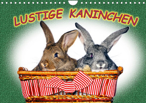Lustige Kaninchen (Wandkalender 2023 DIN A4 quer) von www.eugenfoto.eu
