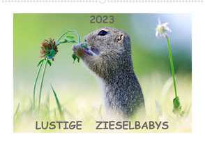 Lustige Zieselbabys (Wandkalender 2023 DIN A2 quer) von Lang,  Werner