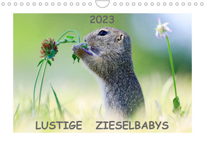 Lustige Zieselbabys (Wandkalender 2023 DIN A4 quer) von Lang,  Werner