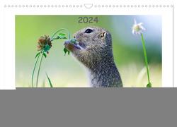 Lustige Zieselbabys (Wandkalender 2024 DIN A3 quer), CALVENDO Monatskalender von Lang,  Werner