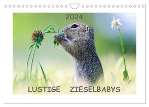 Lustige Zieselbabys (Wandkalender 2024 DIN A4 quer), CALVENDO Monatskalender von Lang,  Werner