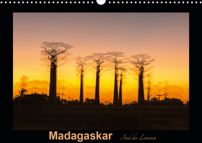 Madagaskar – Insel der Lemuren (Wandkalender 2020 DIN A3 quer) von Kribus,  Uwe