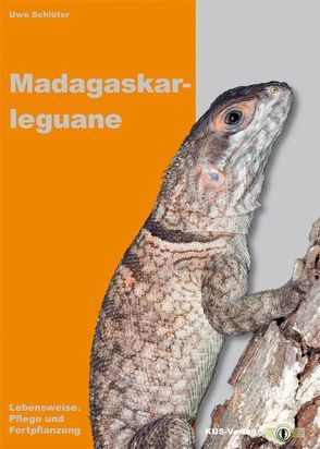 Madagaskarleguane von Schlüter,  Uwe