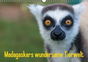Madagaskars wundersame Tierwelt (Wandkalender 2019 DIN A3 quer) von Hopfmann,  Antje