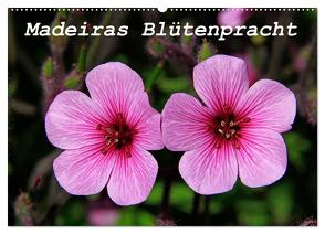 Madeiras Blütenpracht (Wandkalender 2024 DIN A2 quer), CALVENDO Monatskalender von Lielischkies,  Klaus