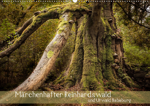 Märchenhafter Reinhardswald und Urwald Sababurg (Wandkalender 2021 DIN A2 quer) von Pohl,  Michael