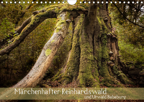 Märchenhafter Reinhardswald und Urwald Sababurg (Wandkalender 2021 DIN A4 quer) von Pohl,  Michael