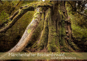 Märchenhafter Reinhardswald und Urwald Sababurg (Wandkalender 2023 DIN A2 quer) von Pohl,  Michael
