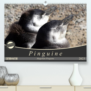 Magellan-Pinguine (Premium, hochwertiger DIN A2 Wandkalender 2023, Kunstdruck in Hochglanz) von Flori0