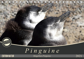 Magellan-Pinguine (Tischkalender 2021 DIN A5 quer) von Flori0