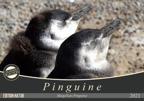 Magellan-Pinguine (Wandkalender 2021 DIN A2 quer) von Flori0