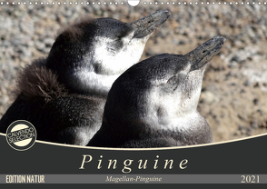 Magellan-Pinguine (Wandkalender 2021 DIN A3 quer) von Flori0