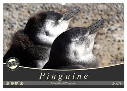 Magellan-Pinguine (Wandkalender 2024 DIN A2 quer), CALVENDO Monatskalender von Flori0,  Flori0