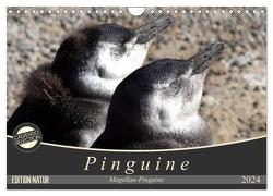 Magellan-Pinguine (Wandkalender 2024 DIN A4 quer), CALVENDO Monatskalender von Flori0,  Flori0