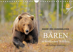 Magie des Augenblicks – Bären in nordischen Wäldern (Wandkalender 2023 DIN A4 quer) von Wisniewski,  Winfried