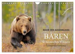 Magie des Augenblicks – Bären in nordischen Wäldern (Wandkalender 2024 DIN A4 quer), CALVENDO Monatskalender von Wisniewski,  Winfried