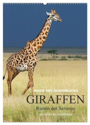 Magie des Augenblicks – Giraffen – Riesen der Savanne (Wandkalender 2024 DIN A2 hoch), CALVENDO Monatskalender von Wisniewski,  Winfried