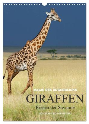 Magie des Augenblicks – Giraffen – Riesen der Savanne (Wandkalender 2024 DIN A3 hoch), CALVENDO Monatskalender von Wisniewski,  Winfried