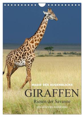 Magie des Augenblicks – Giraffen – Riesen der Savanne (Wandkalender 2024 DIN A4 hoch), CALVENDO Monatskalender von Wisniewski,  Winfried