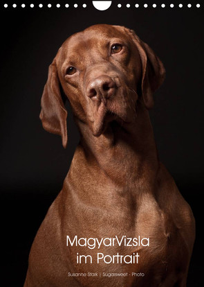 Magyar Vizsla im Portrait (Wandkalender 2022 DIN A4 hoch) von Stark Sugarsweet - Photo,  Susanne