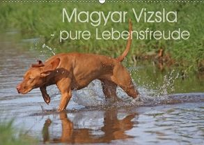 Magyar Vizsla – pure Lebensfreude (Wandkalender 2018 DIN A2 quer) von Mielewczyk,  Barbara