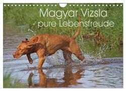 Magyar Vizsla – pure Lebensfreude (Wandkalender 2024 DIN A4 quer), CALVENDO Monatskalender von Mielewczyk,  Barbara