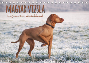Magyar Vizsla – Ungarischer Vorstehhund (Tischkalender 2023 DIN A5 quer) von Hollstein,  Alexandra