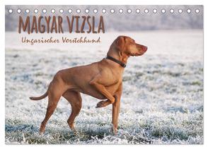 Magyar Vizsla – Ungarischer Vorstehhund (Tischkalender 2024 DIN A5 quer), CALVENDO Monatskalender von Hollstein,  Alexandra