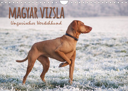 Magyar Vizsla – Ungarischer Vorstehhund (Wandkalender 2022 DIN A4 quer) von Hollstein,  Alexandra