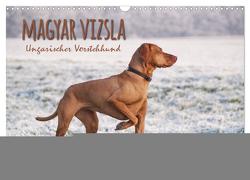Magyar Vizsla – Ungarischer Vorstehhund (Wandkalender 2024 DIN A3 quer), CALVENDO Monatskalender von Hollstein,  Alexandra