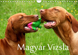 Magyar Vizsla (Wandkalender 2023 DIN A4 quer) von Grüttner,  Kerstin