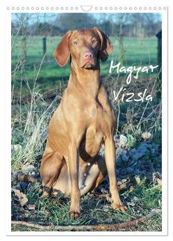 Magyar Vizsla (Wandkalender 2024 DIN A3 hoch), CALVENDO Monatskalender von Mielewczyk,  Barbara