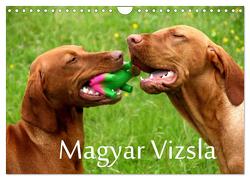 Magyar Vizsla (Wandkalender 2024 DIN A4 quer), CALVENDO Monatskalender von Grüttner,  Kerstin