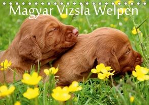 Magyar Vizsla Welpen (Tischkalender 2018 DIN A5 quer) von Grüttner,  Kerstin