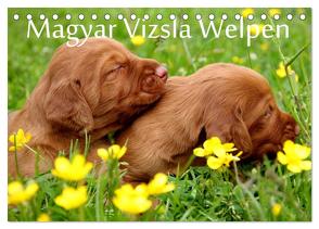 Magyar Vizsla Welpen (Tischkalender 2024 DIN A5 quer), CALVENDO Monatskalender von Grüttner,  Kerstin