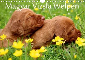 Magyar Vizsla Welpen (Wandkalender 2018 DIN A4 quer) von Grüttner,  Kerstin