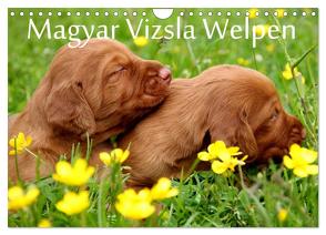 Magyar Vizsla Welpen (Wandkalender 2024 DIN A4 quer), CALVENDO Monatskalender von Grüttner,  Kerstin