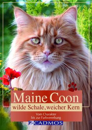 Maine Coon von Malcus,  Kerstin