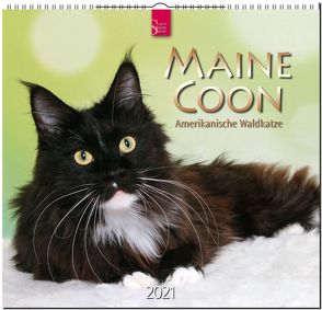 Maine Coon – Amerikanische Waldkatze