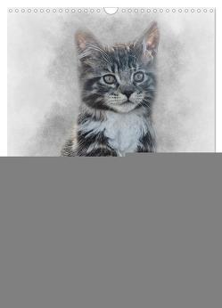 Maine Coon Katzen (Wandkalender 2024 DIN A3 hoch), CALVENDO Monatskalender von Gaymard,  Alain