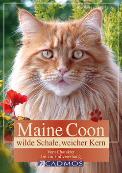 Maine Coon – Wilde Schale weicher Kern von Malcus,  Kerstin