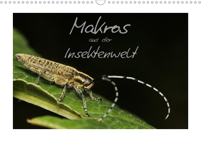 Makros aus der Insektenwelt (Wandkalender 2021 DIN A3 quer) von Gerken,  Klaus