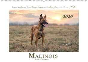 Malinois – Belgische Energiebündel (Wandkalender 2020 DIN A2 quer) von Wrede,  Martina