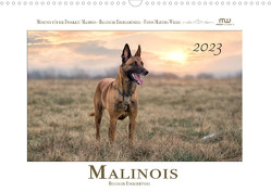 Malinois – Belgische Energiebündel (Wandkalender 2023 DIN A3 quer) von Wrede,  Martina